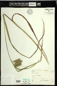 Carex comosa image