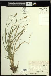 Carex laevivaginata image