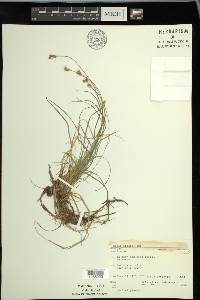 Carex peckii image