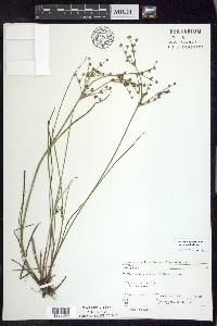 Juncus brachycephalus image