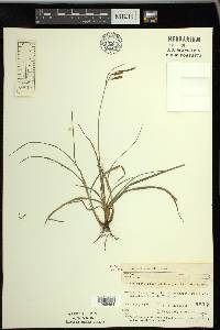 Carex flacca image