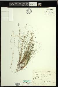 Carex eburnea image