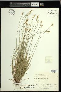 Carex peckii image