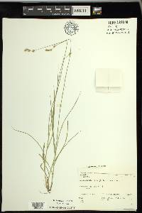 Carex foenea image