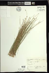 Eleocharis erythropoda image