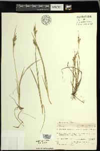 Carex garberi image