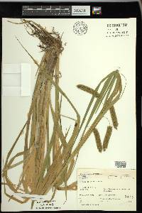 Carex pseudocyperus image