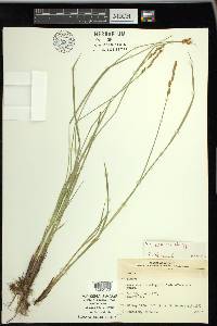 Carex prairea image