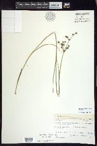 Juncus articulatus image