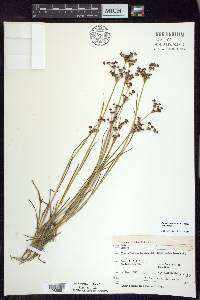 Juncus articulatus image