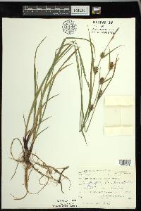 Carex houghtoniana image