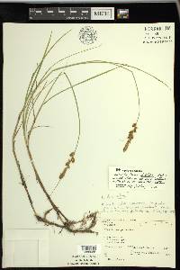 Carex disticha image