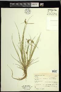 Carex cryptolepis image