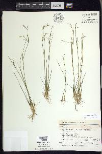 Juncus pelocarpus image