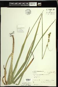 Carex sparganioides image