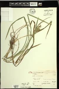 Carex schweinitzii image