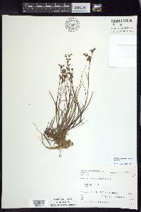 Juncus articulatus subsp. articulatus image