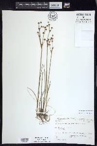 Juncus alpinoarticulatus image