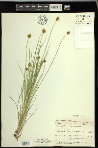 Carex crawfordii image