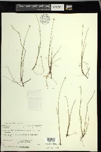 Carex pauciflora image