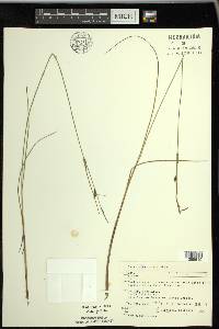 Carex lasiocarpa image