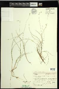 Carex disperma image