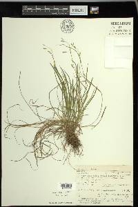 Carex capillaris image