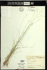 Carex disperma image