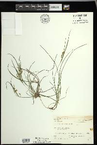 Carex aurea image