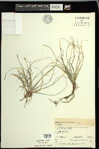 Carex peckii image