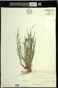 Carex garberi image