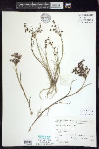 Juncus articulatus subsp. articulatus image