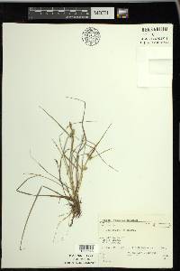 Carex viridula image