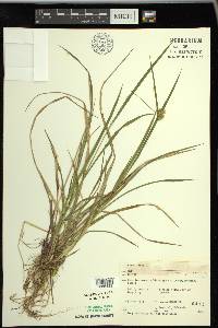 Carex flava image