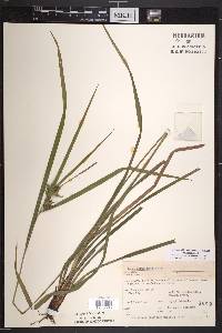 Carex intumescens var. intumescens image