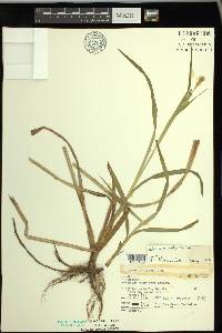 Carex scabrata image