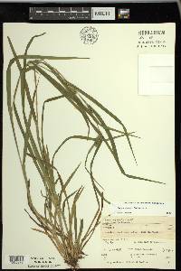 Carex grisea image