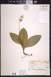 Clintonia borealis image