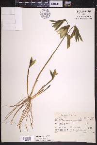 Uvularia grandiflora image