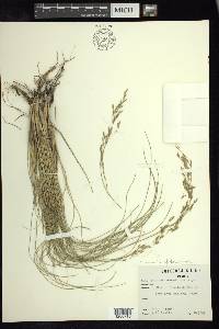 Calamagrostis tolucensis image