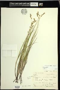 Carex tenera image