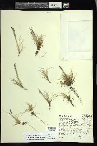 Festuca hephaestophila image