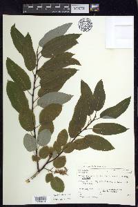 Salix pyrifolia image