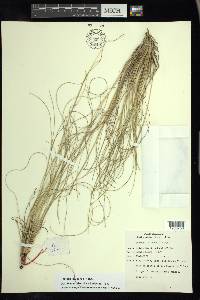 Festuca tolucensis image