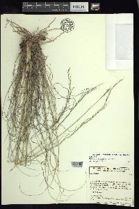 Muhlenbergia quadridentata image