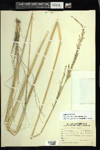 Festuca rosei image