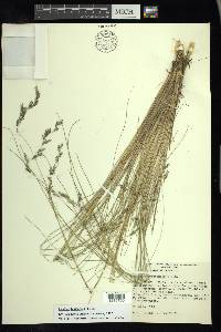 Festuca tolucensis image