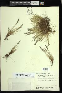 Festuca hephaestophila image