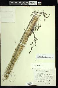 Festuca tolucensis image