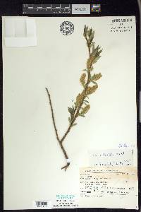 Salix lucida image